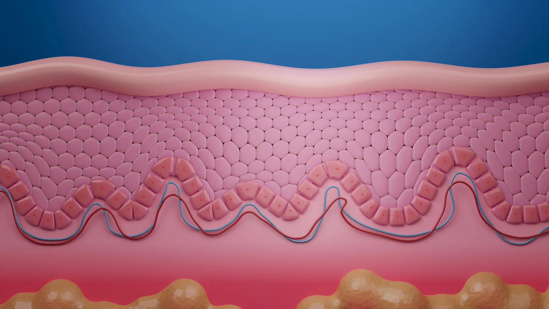 Illustration of the skin layers